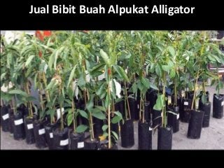 Jual Bibit Buah Alpukat Alligator
 