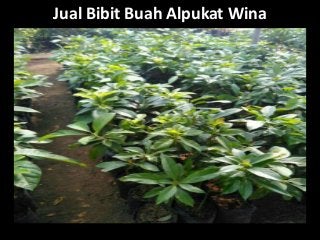 Jual Bibit Buah Alpukat Wina
 