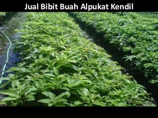 Jual Bibit Buah Alpukat Kendil
 