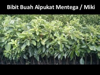 Bibit Buah Alpukat Mentega / Miki
 