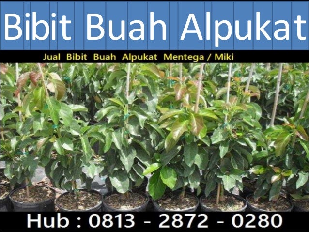 Bibit alpukat kendil Hub : 0813 2872 0280 Bibit alpukat kendil Hub : 0813 2872 0280