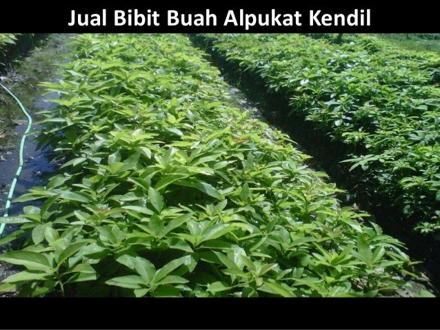 Bibit Alpukat Unggulan Hub: 0813 2872 0280