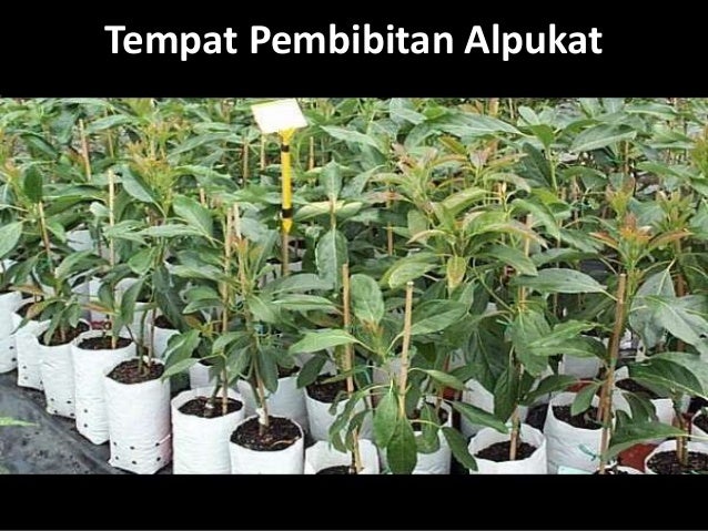Bibit Alpukat Wina Hub: 0813 2872 0280