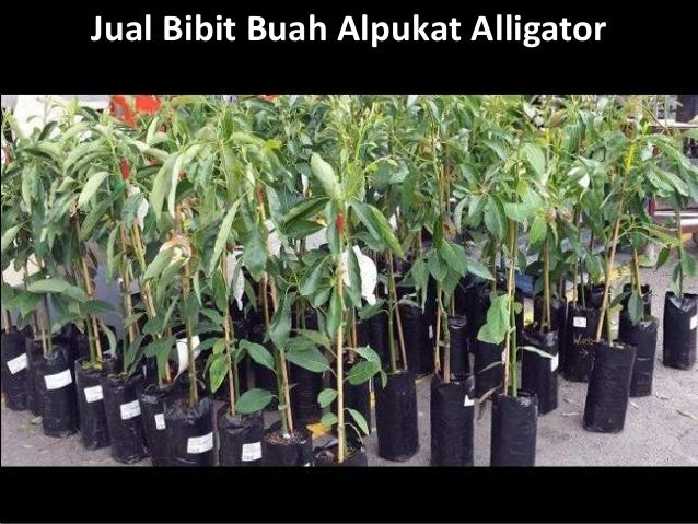 Bibit Alpukat Wina Hub: 0813 2872 0280 Bibit Alpukat Wina Hub: 0813 2872 0280
