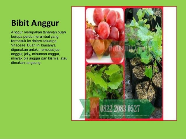 0822.2083.0527 (TSEL) Harga Bibit Anggur Pohon,Harga Bibit