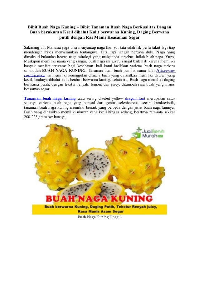 Bibit buah naga kuning, ukuran kecil, daging berwarna putih, manis ke…