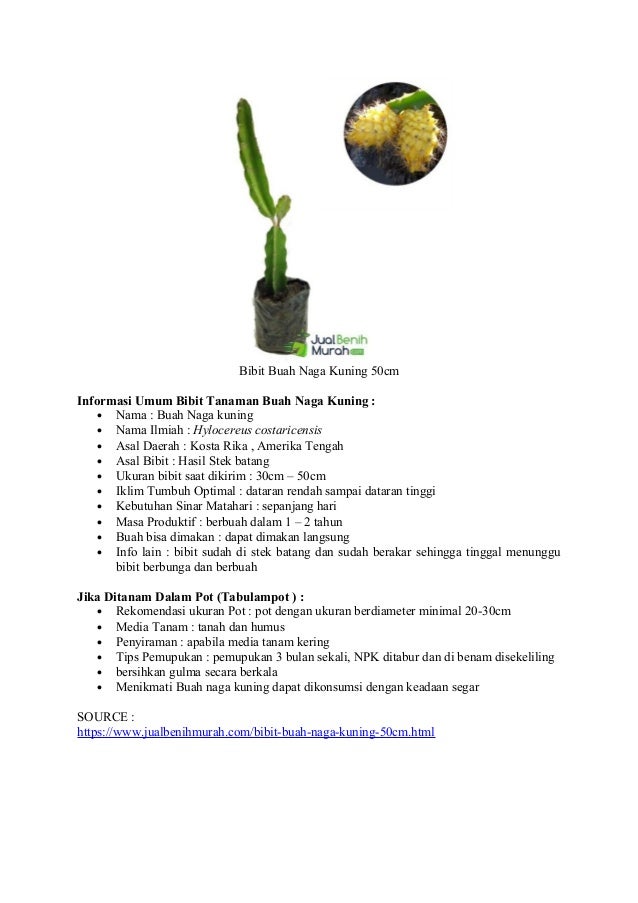 Bibit buah naga kuning ukuran kecil daging berwarna Bibit buah naga kuning ukuran kecil daging berwarna