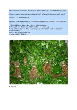 Menjual Bibit Gaharu ( Agarwood) Aquilaria Malaccensis asli kalimantan. 
Siap melayani pemesanan untuk seluruh wilayah Indonesia. stok kami 
saat ini ada 500000 bibit 
Spesifikasi Harga Bibit Gaharu untuk pembelian langsung ke lokasi kami : 
1. Tinggi 20 cm - 60 cm Rp. 2.400, -/ bibit ( polibag) 
2. Tinggi 5 cm - 15 cm Rp. 1.000, -/ bibit ( non polibag) 
3. Biji Gaharu Rp. 600.000, -/ kg( kunjungi website kami untuk update info 
harga terbaru) 
http: / / www.bibitgaharu.net 
Contact: 085247232226 
Bibit gaharu 
 