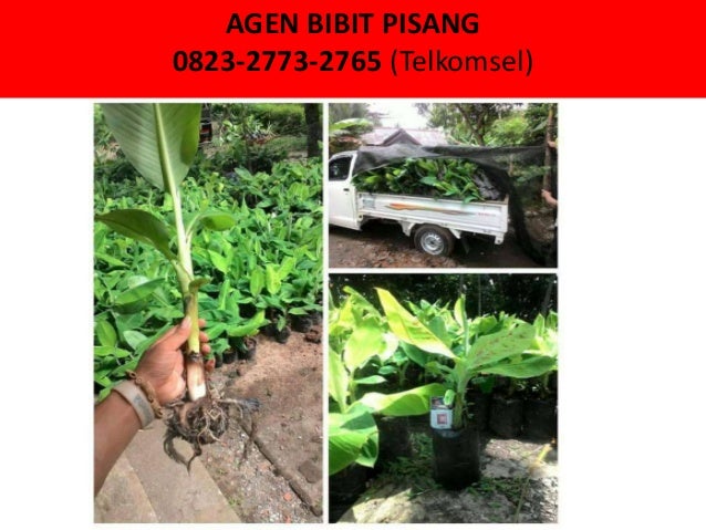 Bibit Pisang Di Jawa Timur 082327732765 Telkomsel