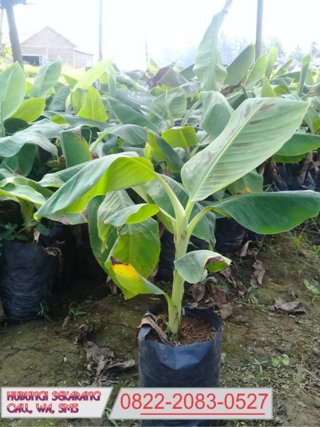 Wa 0822 2083 0527 Tsel Bibit Pisang Raja Nangka Jual Bibit Pisang