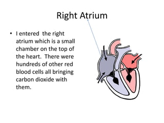 Right Atrium
• I entered the right
  atrium which is a small
  chamber on the top of
  the heart. There were
  hundreds of other red
  blood cells all bringing
  carbon dioxide with
  them.
 