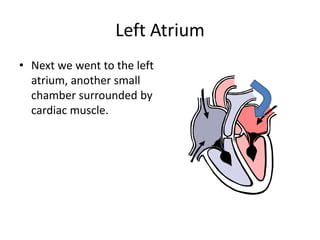 Left Atrium
• Next we went to the left
  atrium, another small
  chamber surrounded by
  cardiac muscle.
 