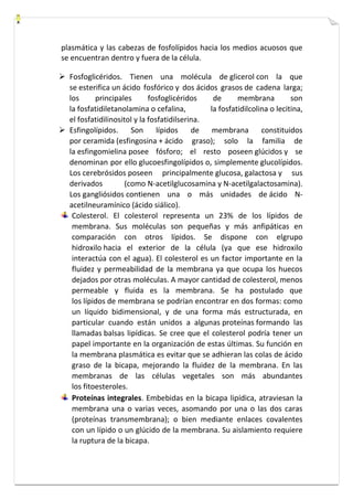 plasmática y las cabezas de fosfolípidos hacia los medios acuosos que 
se encuentran dentro y fuera de la célula. 
 Fosfoglicéridos. Tienen una molécula de glicerol con la que 
se esterifica un ácido fosfórico y dos ácidos grasos de cadena larga; 
los principales fosfoglicéridos de membrana son 
la fosfatidiletanolamina o cefalina, la fosfatidilcolina o lecitina, 
el fosfatidilinositol y la fosfatidilserina. 
 Esfingolípidos. Son lípidos de membrana constituidos 
por ceramida (esfingosina + ácido graso); solo la familia de 
la esfingomielina posee fósforo; el resto poseen glúcidos y se 
denominan por ello glucoesfingolípidos o, simplemente glucolípidos. 
Los cerebrósidos poseen principalmente glucosa, galactosa y sus 
derivados (como N-acetilglucosamina y N-acetilgalactosamina). 
Los gangliósidos contienen una o más unidades de ácido N-acetilneuramínico 
(ácido siálico). 
Colesterol. El colesterol representa un 23% de los lípidos de 
membrana. Sus moléculas son pequeñas y más anfipáticas en 
comparación con otros lípidos. Se dispone con elgrupo 
hidroxilo hacia el exterior de la célula (ya que ese hidroxilo 
interactúa con el agua). El colesterol es un factor importante en la 
fluidez y permeabilidad de la membrana ya que ocupa los huecos 
dejados por otras moléculas. A mayor cantidad de colesterol, menos 
permeable y fluida es la membrana. Se ha postulado que 
los lípidos de membrana se podrían encontrar en dos formas: como 
un líquido bidimensional, y de una forma más estructurada, en 
particular cuando están unidos a algunas proteínas formando las 
llamadas balsas lipídicas. Se cree que el colesterol podría tener un 
papel importante en la organización de estas últimas. Su función en 
la membrana plasmática es evitar que se adhieran las colas de ácido 
graso de la bicapa, mejorando la fluidez de la membrana. En las 
membranas de las células vegetales son más abundantes 
los fitoesteroles. 
Proteínas integrales. Embebidas en la bicapa lipídica, atraviesan la 
membrana una o varias veces, asomando por una o las dos caras 
(proteínas transmembrana); o bien mediante enlaces covalentes 
con un lípido o un glúcido de la membrana. Su aislamiento requiere 
la ruptura de la bicapa. 
 