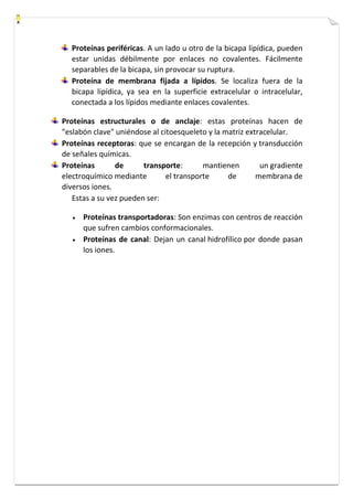 Proteínas periféricas. A un lado u otro de la bicapa lipídica, pueden 
estar unidas débilmente por enlaces no covalentes. Fácilmente 
separables de la bicapa, sin provocar su ruptura. 
Proteína de membrana fijada a lípidos. Se localiza fuera de la 
bicapa lipídica, ya sea en la superficie extracelular o intracelular, 
conectada a los lípidos mediante enlaces covalentes. 
Proteínas estructurales o de anclaje: estas proteínas hacen de 
"eslabón clave" uniéndose al citoesqueleto y la matriz extracelular. 
Proteínas receptoras: que se encargan de la recepción y transducción 
de señales químicas. 
Proteínas de transporte: mantienen un gradiente 
electroquímico mediante el transporte de membrana de 
diversos iones. 
Estas a su vez pueden ser: 
 Proteínas transportadoras: Son enzimas con centros de reacción 
que sufren cambios conformacionales. 
 Proteínas de canal: Dejan un canal hidrofílico por donde pasan 
los iones. 
 