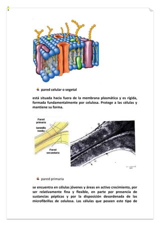 pared celular o vegetal 
está situada hacia fuera de la membrana plasmática y es rígida, 
formada fundamentalmente por celulosa. Protege a las células y 
mantiene su forma. 
pared primaria 
se encuentra en células jóvenes y áreas en activo crecimiento, por 
ser relativamente fina y flexible, en parte por presencia de 
sustancias pépticas y por la disposición desordenada de las 
microfibrillas de celulosa. Las células que poseen este tipo de 
 