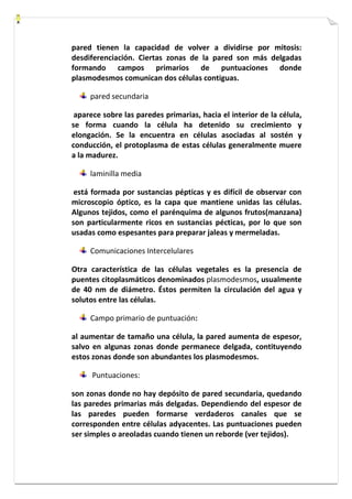 pared tienen la capacidad de volver a dividirse por mitosis: 
desdiferenciación. Ciertas zonas de la pared son más delgadas 
formando campos primarios de puntuaciones donde 
plasmodesmos comunican dos células contiguas. 
pared secundaria 
aparece sobre las paredes primarias, hacia el interior de la célula, 
se forma cuando la célula ha detenido su crecimiento y 
elongación. Se la encuentra en células asociadas al sostén y 
conducción, el protoplasma de estas células generalmente muere 
a la madurez. 
laminilla media 
está formada por sustancias pépticas y es difícil de observar con 
microscopio óptico, es la capa que mantiene unidas las células. 
Algunos tejidos, como el parénquima de algunos frutos(manzana) 
son particularmente ricos en sustancias pécticas, por lo que son 
usadas como espesantes para preparar jaleas y mermeladas. 
Comunicaciones Intercelulares 
Otra característica de las células vegetales es la presencia de 
puentes citoplasmáticos denominados plasmodesmos, usualmente 
de 40 nm de diámetro. Éstos permiten la circulación del agua y 
solutos entre las células. 
Campo primario de puntuación: 
al aumentar de tamaño una célula, la pared aumenta de espesor, 
salvo en algunas zonas donde permanece delgada, contituyendo 
estos zonas donde son abundantes los plasmodesmos. 
Puntuaciones: 
son zonas donde no hay depósito de pared secundaria, quedando 
las paredes primarias más delgadas. Dependiendo del espesor de 
las paredes pueden formarse verdaderos canales que se 
corresponden entre células adyacentes. Las puntuaciones pueden 
ser simples o areoladas cuando tienen un reborde (ver tejidos). 
 
