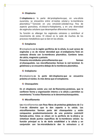 Citoplasma 
El citoplasma es la parte del protoplasma que, en una célula 
eucariota, se encuentra entre el núcleo celular y la membrana 
plasmática.1 2 Consiste en una emulsión coloidal muy fina de 
aspecto granuloso, el citosol o hialoplasma, y en una diversidad 
de orgánulos celulares que desempeñan diferentes funciones. 
Su función es albergar los orgánulos celulares y contribuir al 
movimiento de estos. El citosol es la sede de muchos de los 
procesos metabólicos que se dan en las células. 
Ectoplasma 
El ectoplasma es la región periférica de la célula, la cual carece de 
orgánulos y es de menor densidad que el endoplasma.1Está en 
contacto directo con la membrana plasmática. Contiene iones 
de calcio, magnesio y potasio. 
Presenta microtúbulos ymicrofilamentos que forman 
el citoesqueleto. Los microfilamentos forman la red terminal. Es 
gelatinoso y se encuentra debajo de la membrana plasmática. 
Endoplasma 
El endoplasma es la parte del citoplasma que se encuentra 
próxima al núcleo. Es más densa que el ectoplasma. 
Citoesqueleto 
En el citoplasma existe una red de filamentos proteicos, que le 
confieren forma y organización interna a la célula y permiten su 
movimiento.5 A estos filamentos se le denominacitoesqueleto. 
Microfilamento 
Los microfilamentos son finas fibras de proteínas globulares de 3 a 
7 nm de diámetro que le dan soporte a la celula. Los 
microfilamentos forman parte del citoesqueleto y están 
compuestos predominantemente de una proteína contráctil 
llamada actina. Estos se sitúan en la periferia de la célula y se 
sintetizan desde puntos específicos de la membrana celular. Su 
función principal es la de darle estabilidad a la célula y en 
conjunción con los microtúbulos le dan la estructura y el 
 