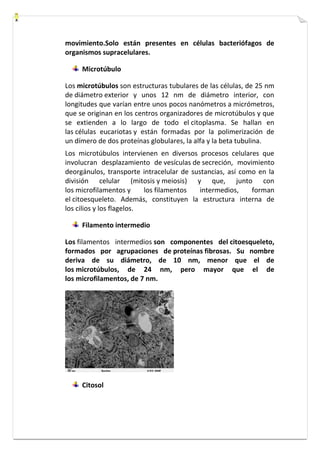 movimiento.Solo están presentes en células bacteriófagos de 
organismos supracelulares. 
Microtúbulo 
Los microtúbulos son estructuras tubulares de las células, de 25 nm 
de diámetro exterior y unos 12 nm de diámetro interior, con 
longitudes que varían entre unos pocos nanómetros a micrómetros, 
que se originan en los centros organizadores de microtúbulos y que 
se extienden a lo largo de todo el citoplasma. Se hallan en 
las células eucariotas y están formadas por la polimerización de 
un dímero de dos proteínas globulares, la alfa y la beta tubulina. 
Los microtúbulos intervienen en diversos procesos celulares que 
involucran desplazamiento de vesículas de secreción, movimiento 
deorgánulos, transporte intracelular de sustancias, así como en la 
división celular (mitosis y meiosis) y que, junto con 
los microfilamentos y los filamentos intermedios, forman 
el citoesqueleto. Además, constituyen la estructura interna de 
los cilios y los flagelos. 
Filamento intermedio 
Los filamentos intermedios son componentes del citoesqueleto, 
formados por agrupaciones de proteínas fibrosas. Su nombre 
deriva de su diámetro, de 10 nm, menor que el de 
los microtúbulos, de 24 nm, pero mayor que el de 
los microfilamentos, de 7 nm. 
Citosol 
 