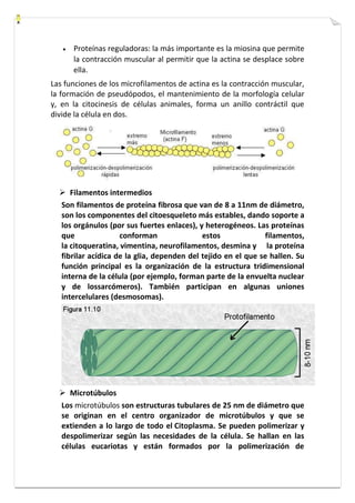  Proteínas reguladoras: la más importante es la miosina que permite 
la contracción muscular al permitir que la actina se desplace sobre 
ella. 
Las funciones de los microfilamentos de actina es la contracción muscular, 
la formación de pseudópodos, el mantenimiento de la morfología celular 
y, en la citocinesis de células animales, forma un anillo contráctil que 
divide la célula en dos. 
 Filamentos intermedios 
Son filamentos de proteína fibrosa que van de 8 a 11nm de diámetro, 
son los componentes del citoesqueleto más estables, dando soporte a 
los orgánulos (por sus fuertes enlaces), y heterogéneos. Las proteínas 
que conforman estos filamentos, 
la citoqueratina, vimentina, neurofilamentos, desmina y la proteína 
fibrilar acídica de la glia, dependen del tejido en el que se hallen. Su 
función principal es la organización de la estructura tridimensional 
interna de la célula (por ejemplo, forman parte de la envuelta nuclear 
y de lossarcómeros). También participan en algunas uniones 
intercelulares (desmosomas). 
 Microtúbulos 
Los microtúbulos son estructuras tubulares de 25 nm de diámetro que 
se originan en el centro organizador de microtúbulos y que se 
extienden a lo largo de todo el Citoplasma. Se pueden polimerizar y 
despolimerizar según las necesidades de la célula. Se hallan en las 
células eucariotas y están formados por la polimerización de 
 