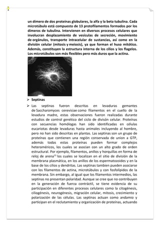 un dímero de dos proteínas globulares, la alfa y la beta tubulina. Cada 
microtúbulo está compuesto de 13 protofilamentos formados por los 
dímeros de tubulina. Intervienen en diversos procesos celulares que 
involucran desplazamiento de vesículas de secreción, movimiento 
de orgánulos, transporte intracelular de sustancias, así como en la 
división celular (mitosis y meiosis), ya que forman el huso mitótico. 
Además, constituyen la estructura interna de los cilios y los flagelos. 
Los microtúbulos son más flexibles pero más duros que la actina. 
 Septinas 
 Las septinas fueron descritas en levaduras gemantes 
de Saccharomyces cerevisiae como filamentos en el cuello de la 
levadura madre, estas observaciones fueron realizadas durante 
estudios de control genético del ciclo de divisón celular. Proteínas 
con secuencias homólogas han sido identificadas en células 
eucariotas desde levaduras hasta animales incluyendo al hombre, 
pero no han sido descritas en plantas. Las septinas son un grupo de 
proteínas que contienen una región conservada de union a GTP, 
además todas estas proteínas pueden formar complejos 
heteroméricos, los cuales se asocian con un alto grado de orden 
estructural. Por ejemplo, filamentos, anillos y horquillas en forma de 
reloj de arena11 los cuales se localizan en el sitio de división de la 
membrana plasmática, en los anillos de los espermatozoides y en la 
base de los cilios y dendritas. Las septinas tambien pueden asociarse 
con los filamentos de actina, microtúbulos y con fosfolípidos de la 
membrana. Sin embargo, al igual que los filamentos intermedios, las 
septinas no presentan polaridad. Aunque se cree que no contribuyen 
en la generación de fuerza contráctil, se tiene evidencia de su 
participación en diferentes procesos celulares como la citogénesis, 
ciliogénesis, neurogénesis, migración celular, mitosis, crecimiento y 
polarización de las células. Las septinas actuan como andamio y 
participan en el reclutamiento y organización de proteínas, actuando 
 