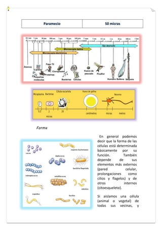 Forma 
En general podemos 
decir que la forma de las 
células está determinada 
básicamente por su 
función. También 
depende de sus 
elementos más externos 
(pared celular, 
prolongaciones como 
cilios y flagelos) y de 
otros internos 
(citoesqueleto). 
Si aislamos una célula 
(animal o vegetal) de 
todas sus vecinas, y 
 
