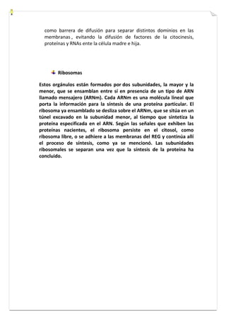 como barrera de difusión para separar distintos dominios en las 
membranas , evitando la difusión de factores de la citocinesis, 
proteínas y RNAs ente la célula madre e hija. 
Ribosomas 
Estos orgánulos están formados por dos subunidades, la mayor y la 
menor, que se ensamblan entre sí en presencia de un tipo de ARN 
llamado mensajero (ARNm). Cada ARNm es una molécula lineal que 
porta la información para la síntesis de una proteína particular. El 
ribosoma ya ensamblado se desliza sobre el ARNm, que se sitúa en un 
túnel excavado en la subunidad menor, al tiempo que sintetiza la 
proteína especificada en el ARN. Según las señales que exhiben las 
proteínas nacientes, el ribosoma persiste en el citosol, como 
ribosoma libre, o se adhiere a las membranas del REG y continúa allí 
el proceso de síntesis, como ya se mencionó. Las subunidades 
ribosomales se separan una vez que la síntesis de la proteína ha 
concluido. 
 