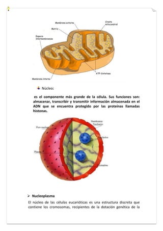 Núcleo: 
es el componente más grande de la célula. Sus funciones son: 
almacenar, transcribir y transmitir información almacenada en el 
ADN que se encuentra protegido por las proteínas llamadas 
histonas. 
 Nucleoplasma 
El núcleo de las células eucarióticas es una estructura discreta que 
contiene los cromosomas, recipientes de la dotación genética de la 
 