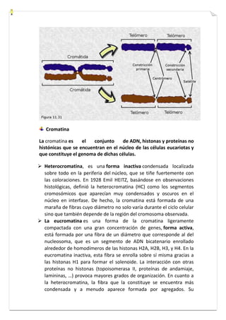 Cromatina 
La cromatina es el conjunto de ADN, histonas y proteínas no 
histónicas que se encuentran en el núcleo de las células eucariotas y 
que constituye el genoma de dichas células. 
 Heterocromatina, es una forma inactiva condensada localizada 
sobre todo en la periferia del núcleo, que se tiñe fuertemente con 
las coloraciones. En 1928 Emil HEITZ, basándose en observaciones 
histológicas, definió la heterocromatina (HC) como los segmentos 
cromosómicos que aparecían muy condensados y oscuros en el 
núcleo en interfase. De hecho, la cromatina está formada de una 
maraña de fibras cuyo diámetro no solo varía durante el ciclo celular 
sino que también depende de la región del cromosoma observada. 
 La eucromatina es una forma de la cromatina ligeramente 
compactada con una gran concentración de genes, forma activa, 
está formada por una fibra de un diámetro que corresponde al del 
nucleosoma, que es un segmento de ADN bicatenario enrollado 
alrededor de homodímeros de las histonas H2A, H2B, H3, y H4. En la 
eucromatina inactiva, esta fibra se enrolla sobre sí misma gracias a 
las histonas H1 para formar el solenoide. La interacción con otras 
proteínas no histonas (topoisomerasa II, proteínas de andamiaje, 
lamininas, …) provoca mayores grados de organización. En cuanto a 
la heterocromatina, la fibra que la constituye se encuentra más 
condensada y a menudo aparece formada por agregados. Su 
 