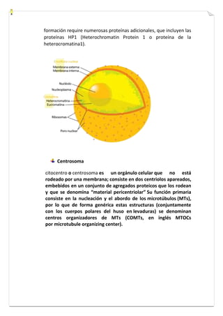 formación require numerosas proteínas adicionales, que incluyen las 
proteínas HP1 (Heterochromatin Protein 1 o proteína de la 
heterocromatina1). 
Centrosoma 
citocentro o centrosoma es un orgánulo celular que no está 
rodeado por una membrana; consiste en dos centriolos apareados, 
embebidos en un conjunto de agregados proteicos que los rodean 
y que se denomina “material pericentriolar” Su función primaria 
consiste en la nucleación y el abordo de los microtúbulos (MTs), 
por lo que de forma genérica estas estructuras (conjuntamente 
con los cuerpos polares del huso en levaduras) se denominan 
centros organizadores de MTs (COMTs, en inglés MTOCs 
por microtubule organizing center). 
 