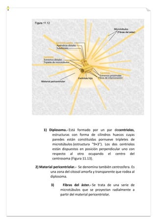 1) Diplosoma.- Está formado por un par decentriolos, 
estructuras con forma de cilindros huecos cuyas 
paredes están constituidas pornueve tripletes de 
microtúbulos (estructura "9×3"). Los dos centriolos 
están dispuestos en posición perpendicular uno con 
respecto al otro ocupando el centro del 
centrosoma (Figura 11.13). 
2) Material pericentriolar.- Se denomina también centrosfera. Es 
una zona del citosol amorfa y transparente que rodea al 
diplosoma. 
3) Fibras del áster.- Se trata de una serie de 
microtúbulos que se proyectan radialmente a 
partir del material pericentriolar. 
 