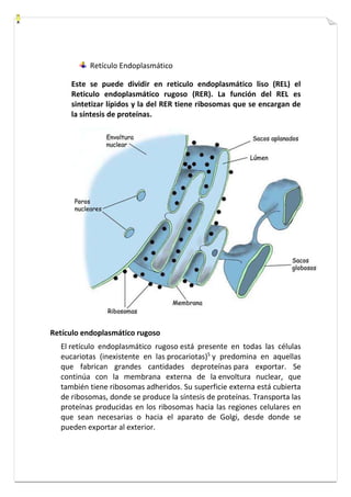 Retículo Endoplasmático 
Este se puede dividir en reticulo endoplasmático liso (REL) el 
Reticulo endoplasmático rugoso (RER). La función del REL es 
sintetizar lípidos y la del RER tiene ribosomas que se encargan de 
la síntesis de proteínas. 
Retículo endoplasmático rugoso 
El retículo endoplasmático rugoso está presente en todas las células 
eucariotas (inexistente en las procariotas)5 y predomina en aquellas 
que fabrican grandes cantidades deproteínas para exportar. Se 
continúa con la membrana externa de la envoltura nuclear, que 
también tiene ribosomas adheridos. Su superficie externa está cubierta 
de ribosomas, donde se produce la síntesis de proteínas. Transporta las 
proteínas producidas en los ribosomas hacia las regiones celulares en 
que sean necesarias o hacia el aparato de Golgi, desde donde se 
pueden exportar al exterior. 
 