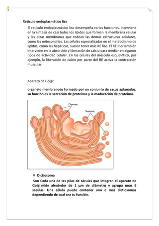 Retículo endoplasmático liso 
El retículo endoplasmático liso desempeña varias funciones. Interviene 
en la síntesis de casi todos los lípidos que forman la membrana celular 
y las otras membranas que rodean las demás estructuras celulares, 
como las mitocondrias. Las células especializadas en el metabolismo de 
lípidos, como las hepáticas, suelen tener más RE liso. El RE liso también 
interviene en la absorción y liberación de calcio para mediar en algunos 
tipos de actividad celular. En las células del músculo esquelético, por 
ejemplo, la liberación de calcio por parte del RE activa la contracción 
muscular. 
Aparato de Golgi: 
organelo membranoso formado por un conjunto de sacos aplanados, 
su función es la secreción de proteínas y la maduración de proteínas. 
 Dictiosoma 
Son Cada una de las pilas de sáculas que integran el aparato de 
Golgi mide alrededor de 1 μm de diámetro y agrupa unas 6 
sáculas. Una célula puede contener uno o más dictiosomas 
dependiendo de cual sea su función. 
 