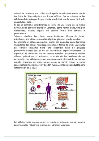 además le retiramos sus cubiertas y luego la introducimos en un medio 
isotónico, la célula adquiere una forma esférica. Esa es la forma de las 
células embrionarias por lo que podríamos deducir que la forma básica de 
una célula es esta. 
Si por el contrario consideramos la forma de una célula en su medio 
natural, en su contexto biológico, veremos,. como hemos dicho, una gran 
variabilidad. Incluso, algunas no poseen forma bien definida o 
permanente. 
Solemos clasificar las células como fusiformes (forma de huso), 
estrelladas, prismáticas, aplanadas, elípticas, globosas o redondeadas… 
Por ejemplo las células contráctiles suelen ser alargadas, como las fibras 
musculares. Las células nerviosas suelen tener forma de árbol. Las células 
del epitelio intestinal tiene una superficie llena de pliegues 
(microvellosidades) con el fin de incrementar espectacularmente su 
superficie de absorción. En los mismos epitelios encontramos células 
cúbicas, prismáticas o aplanadas, a modo de las baldosas de un 
pavimento. Hay células vegetales que alcanzan la plenitud de su función 
cuando engrosan de manera espectacular su pared celular y como 
consecuencia de ello mueren y quedan huecas, a modo de conductos para 
la trasmisión de la savia. 
Las células varían notablemente en cuanto a su forma, que de manera 
general, puede reducirse a la siguiente: variables y regular. 
 