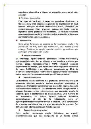 membrana plasmática y liberan su contenido como en el caso 
anterior. 
Vesículas lisosomales 
Este tipo de vesículas transportan proteínas destinadas a 
los lisosomas, unos pequeños orgánulos de degradación en cuyo 
interior albergan multitud de hidrolasas ácidas, lisosomas de 
almacenamiento. Estas proteínas pueden ser tanto enzimas 
digestivas como proteínas de membrana. La vesícula se fusiona 
con un endosoma tardío y transfiere así su contenido al lisosoma 
por mecanismos aún desconocidos. 
Mitocondria 
tiene varias funciones, se encarga de la respiración celular y la 
producción de ATP, tiene dos membranas, una interna y otra 
externa. Contiene su propio material genético yy enzimas que 
participan en la respiración celular. 
Membrana externa 
Es una bicapa lipídica exterior permeable a iones, metabolitos y 
muchos polipéptidos. Eso es debido a que contiene proteínas que 
forman poros, llamadas porinas o VDAC (de canal aniónico 
dependiente de voltaje), que permiten el paso de grandes moléculas 
de hasta 5.000 dalton y un diámetro aproximado de 20 Å. La 
membrana externa realiza relativamente pocas funciones enzimáticas 
o de transporte. Contiene entre un 60 y un 70% de proteínas. 
Membrana interna 
La membrana interna contiene más proteínas, carece de poros y es 
altamente selectiva; contiene muchos complejos enzimáticos y 
sistemas de transporte transmembrana, que están implicados en la 
translocación de moléculas. Esta membrana forma invaginaciones o 
pliegues llamados crestas mitocondriales, que aumentan mucho la 
superficie para el asentamiento de dichas enzimas. En la mayoría de 
los eucariontes, las crestas forman tabiques aplanados 
perpendiculares al eje de la mitocondria, pero en 
algunos protistastienen forma tubular o discoidal. En la composición 
de la membrana interna hay una gran abundancia de proteínas (un 
80%), que son además exclusivas de este orgánulo 
Espacio intermembranoso 
Entre ambas membranas queda delimitado un espacio 
intermembranoso que está compuesto de un líquido similar 
 