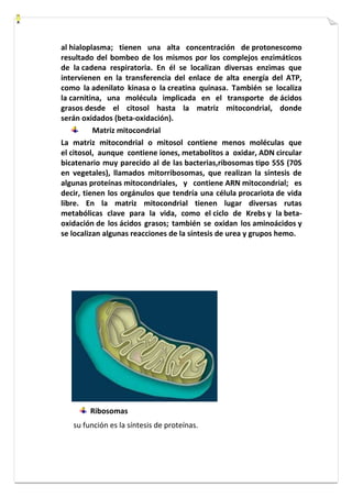 al hialoplasma; tienen una alta concentración de protonescomo 
resultado del bombeo de los mismos por los complejos enzimáticos 
de la cadena respiratoria. En él se localizan diversas enzimas que 
intervienen en la transferencia del enlace de alta energía del ATP, 
como la adenilato kinasa o la creatina quinasa. También se localiza 
la carnitina, una molécula implicada en el transporte de ácidos 
grasos desde el citosol hasta la matriz mitocondrial, donde 
serán oxidados (beta-oxidación). 
Matriz mitocondrial 
La matriz mitocondrial o mitosol contiene menos moléculas que 
el citosol, aunque contiene iones, metabolitos a oxidar, ADN circular 
bicatenario muy parecido al de las bacterias,ribosomas tipo 55S (70S 
en vegetales), llamados mitorribosomas, que realizan la síntesis de 
algunas proteínas mitocondriales, y contiene ARN mitocondrial; es 
decir, tienen los orgánulos que tendría una célula procariota de vida 
libre. En la matriz mitocondrial tienen lugar diversas rutas 
metabólicas clave para la vida, como el ciclo de Krebs y la beta-oxidación 
de los ácidos grasos; también se oxidan los aminoácidos y 
se localizan algunas reacciones de la síntesis de urea y grupos hemo. 
Ribosomas 
su función es la síntesis de proteínas. 
 
