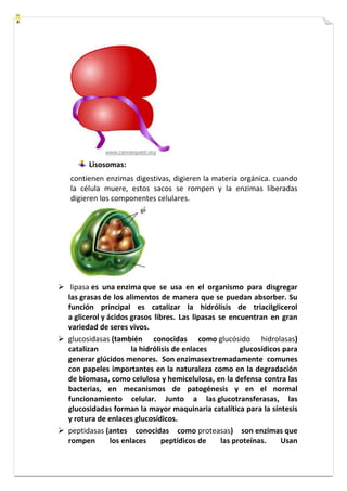 Lisosomas: 
contienen enzimas digestivas, digieren la materia orgánica. cuando 
la célula muere, estos sacos se rompen y la enzimas liberadas 
digieren los componentes celulares. 
 lipasa es una enzima que se usa en el organismo para disgregar 
las grasas de los alimentos de manera que se puedan absorber. Su 
función principal es catalizar la hidrólisis de triacilglicerol 
a glicerol y ácidos grasos libres. Las lipasas se encuentran en gran 
variedad de seres vivos. 
 glucosidasas (también conocidas como glucósido hidrolasas) 
catalizan la hidrólisis de enlaces glucosídicos para 
generar glúcidos menores. Son enzimasextremadamente comunes 
con papeles importantes en la naturaleza como en la degradación 
de biomasa, como celulosa y hemicelulosa, en la defensa contra las 
bacterias, en mecanismos de patogénesis y en el normal 
funcionamiento celular. Junto a las glucotransferasas, las 
glucosidadas forman la mayor maquinaria catalítica para la síntesis 
y rotura de enlaces glucosídicos. 
 peptidasas (antes conocidas como proteasas) son enzimas que 
rompen los enlaces peptídicos de las proteínas. Usan 
 