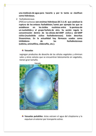 una molécula de agua para hacerlo y por lo tanto se clasifican 
como hidrolasas. 
 fosfodiesterasas 
(PDE) o nucleasas son enzimas hidrolasas (EC 3.1.4) que catalizan la 
ruptura de los enlaces fosfodiéster,1como por ejemplo los que se 
establecen en los ácidos nucleicos entre la pentosa de 
un nucleótido y el grupo fosfato de otro. Su acción regula la 
concentración dentro de las células del AMP cíclico y del GMP 
cíclico (nucleótido cíclico fosfodiesterasas). Están descritas 
5isoenzimas. En la actualidad hay fármacos usados como 
inhibidores de las fosfodiesterasas 
(cafeína, aminofilina, sildenafilo, etc.). 
Vacuolas 
segregan productos de desecho de las células vegetales y eliminan 
sales y otros solutos que se encuentran básicamente en vegetales, 
tienen gran tamaño. 
Vacuolas pulsátiles: éstas extraen el agua del citoplasma y la 
expulsan al exterior por transporte activo. 
 