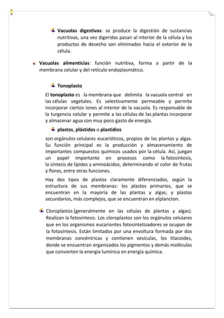 Vacuolas digestivas: se produce la digestión de sustancias 
nutritivas, una vez digeridas pasan al interior de la célula y los 
productos de desecho son eliminados hacia el exterior de la 
célula. 
Vacuolas alimenticias: función nutritiva, forma a partir de la 
membrana celular y del retículo endoplasmático. 
Tonoplasto 
El tonoplasto es la membrana que delimita la vacuola central en 
las células vegetales. Es selectivamente permeable y permite 
incorporar ciertos iones al interior de la vacuola. Es responsable de 
la turgencia celular y permite a las células de las plantas incorporar 
y almacenar agua con muy poco gasto de energía. 
plastos, plástidos o plastidios 
son orgánulos celulares eucarióticos, propios de las plantas y algas. 
Su función principal es la producción y almacenamiento de 
importantes compuestos químicos usados por la célula. Así, juegan 
un papel importante en procesos como la fotosíntesis, 
la síntesis de lípidos y aminoácidos, determinando el color de frutas 
y flores, entre otras funciones. 
Hay dos tipos de plastos claramente diferenciados, según la 
estructura de sus membranas: los plastos primarios, que se 
encuentran en la mayoría de las plantas y algas; y plastos 
secundarios, más complejos, que se encuentran en elplancton. 
Cloroplastos (generalmente en las células de plantas y algas). 
Realizan la fotosíntesis. Los cloroplastos son los orgánulos celulares 
que en los organismos eucariontes fotosintetizadores se ocupan de 
la fotosíntesis. Están limitados por una envoltura formada por dos 
membranas concéntricas y contienen vesículas, los tilacoides, 
donde se encuentran organizados los pigmentos y demás moléculas 
que convierten la energía lumínica en energía química. 
 