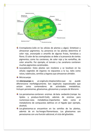 Cromoplastos (sólo en las células de plantas y algas). Sintetizan y 
almacenan pigmentos. Su presencia en las plantas determina el 
color rojo, anaranjado o amarillo de algunas frutas, hortalizas y 
flores. El color de los cromoplastos se debe a la presencia de ciertos 
pigmentos; como los carotenos, de color rojo y las xantofilas, de 
color amarillo. Por ejemplo, el tomate y las zanahoria contienen 
muchos pigmentos carotinoides. 
Leucoplastos: Estos plastos son incoloros y se localizan en las 
células vegetales de órganos no expuestos a la luz, tales como 
raíces, tubérculos, semillas y órganos que almacenan almidón. 
Microcuerpo 
Un microcuerpo es un orgánulo citoplasmático que no puede 
diferenciarse morfológicamente. Son orgánulos especializados que 
actúan como contenedores de actividades metabólicas. 
Incluyen peroxisomas, glioxisomas, glicosomas y cuerpos de Woronin. 
Los peroxisomas contienen enzimas de beta oxidación (rompe los 
lípidos y produce Acetil-CoA), además de enzimas para 
numerosas rutas metabólicas importantes tales como el 
metabolismo de compuestos dañinos en el hígado (por ejemplo, 
alcohol). 
Los glioxisomas se encuentran en las semillas de las plantas, 
además de en los hongos filamentosos. Los glioxisomas son 
peroxisomas con una función adicional, el ciclo del glioxilato. 
 