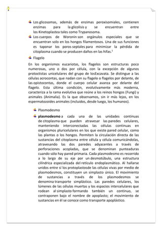 Los glicosomas, además de enzimas peroxisomiales, contienen 
enzimas para la glicolisis y se encuentran entre 
los Kinetoplastea tales como Trypanosoma. 
Los cuerpos de Woronin son orgánulos especiales que se 
encuentran solo en los hongos filamentosos. Una de sus funciones 
es taponar los poros septales para minimizar la pérdida de 
citoplasma cuando se producen daños en las hifas.1 
Flagelo 
En los organismos eucariotas, los flagelos son estructuras poco 
numerosas, uno o dos por célula, con la excepción de algunos 
protoctistas unicelulares del grupo de losExcavata. Se distingue a las 
células acrocontas, que nadan con su flagelo o flagelos por delante, de 
las opistocontas, donde el cuerpo celular avanza por delante del 
flagelo. Esta última condición, evolutivamente más moderna, 
caracteriza a la rama evolutiva que reúne a los reinos hongos (Fungi) y 
animales (Animalia). Es la que observamos, sin ir más lejos, en los 
espermatozoides animales (incluidos, desde luego, los humanos). 
Plasmodesmo 
plasmodesmo a cada una de las unidades continuas 
de citoplasma que pueden atravesar las paredes celulares, 
manteniendo interconectadas las células continuas en 
organismos pluricelulares en los que existe pared celular, como 
las plantas o los hongos. Permiten la circulación directa de las 
sustancias del citoplasma entre célula y célula comunicándolas, 
atravesando las dos paredes adyacentes a través de 
perforaciones acopladas, que se denominan punteaduras 
cuando sólo hay pared primaria. Cada plasmodesmo es recorrido 
a lo largo de su eje por un desmotúbulo, una estructura 
cilíndrica especializada del retículo endoplasmático. Al hallarse 
unidos entre sí los protoplastosde las células vivas por medio de 
plasmodesmos, constituyen un simplasto único. El movimiento 
de sustancias a través de los plasmodesmos se 
denomina transporte simplástico. Las paredes celulares, los 
lúmenes de las células muertas y los espacios intercelulares que 
rodean al simplasto formando también un continuo, se 
contraponen bajo el nombre de apoplasto; el movimiento de 
sustancias en él se conoce como transporte apoplástico. 
 