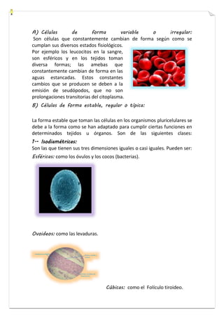 A) Células de forma variable o irregular: 
Son células que constantemente cambian de forma según como se 
cumplan sus diversos estados fisiológicos. 
Por ejemplo los leucocitos en la sangre, 
son esféricos y en los tejidos toman 
diversa formas; las amebas que 
constantemente cambian de forma en las 
aguas estancadas. Estos constantes 
cambios que se producen se deben a la 
emisión de seudópodos, que no son 
prolongaciones transitorias del citoplasma. 
B) Células de forma estable, regular o típica: 
La forma estable que toman las células en los organismos pluricelulares se 
debe a la forma como se han adaptado para cumplir ciertas funciones en 
determinados tejidos u órganos. Son de las siguientes clases: 
1.- Isodiamétricas: 
Son las que tienen sus tres dimensiones iguales o casi iguales. Pueden ser: 
Esféricas: como los óvulos y los cocos (bacterias). 
Ovoideos: como las levaduras. 
Cúbicas: como el Folículo tiroideo. 
 
