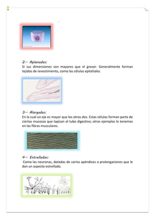 . 
2.- Aplanadas: 
Si sus dimensiones son mayores que el grosor. Generalmente forman 
tejidos de revestimiento, como las células epiteliales. 
3.- Alargadas: 
En la cual un eje es mayor que los otros dos. Estas células forman parte de 
ciertas mucosas que tapizan el tubo digestivo; otros ejemplos lo tenemos 
en las fibras musculares. 
4.- Estrelladas: 
Como las neuronas, dotadas de varios apéndices o prolongaciones que le 
dan un aspecto estrellado. 
 