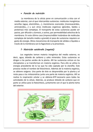  Función de nutrición 
La membrana de la célula pone en comunicación a ésta con el 
medio exterior, con el que intercambia sustancias: moléculas inorgánicas 
sencillas (agua, electrólitos,...), monómeros esenciales (monosacáridos, 
aminoácidos,...) y aun otras moléculas orgánicas (glúcidos, lípidos y 
proteínas) más complejas. El transporte de estas sustancias puede ser 
pasivo, por difusión u ósmosis, o activo, por permeabilidad selectiva de la 
membrana. En este último caso (imprescindible tratándose de moléculas 
complejas de tamaño medio o grande) el paso de sustancias requiere un 
gasto de energía. Otros mecanismos de transporte de sólidos o líquidos a 
través de la membrana son la fagocitosis y la pinocitosis. 
1. Nutrición autótrofa (vegetal) 
Los vegetales toman materia inorgánica del medio externo, es 
decir, agua, dióxido de carbono y sales minerales. Estas sustancias se 
dirigen a las partes verdes de la planta. Allí las sustancias entran en los 
cloroplastos y se transforman en materia orgánica. Para ello se utiliza la 
energía procedente de la luz que ha sido captada por la clorofila. Este 
proceso recibe el nombre de fotosíntesis. Además de la materia orgánica, 
se obtiene oxígeno. Una parte de éste es desprendida por la planta y el 
resto pasa a las mitocondrias junto una parte de materia orgánica. Allí se 
realiza la respiración celular y se obtiene ATP necesario para todas las 
actividades de la célula. Además, se produce dióxido de carbono que en 
parte se utiliza para la fotosíntesis, juntamente con el que la planta toma 
del exterior. 
 