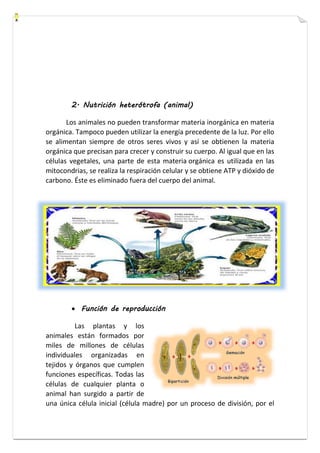 2. Nutrición heterótrofa (animal) 
Los animales no pueden transformar materia inorgánica en materia 
orgánica. Tampoco pueden utilizar la energía precedente de la luz. Por ello 
se alimentan siempre de otros seres vivos y así se obtienen la materia 
orgánica que precisan para crecer y construir su cuerpo. Al igual que en las 
células vegetales, una parte de esta materia orgánica es utilizada en las 
mitocondrias, se realiza la respiración celular y se obtiene ATP y dióxido de 
carbono. Éste es eliminado fuera del cuerpo del animal. 
 Función de reproducción 
Las plantas y los 
animales están formados por 
miles de millones de células 
individuales organizadas en 
tejidos y órganos que cumplen 
funciones específicas. Todas las 
células de cualquier planta o 
animal han surgido a partir de 
una única célula inicial (célula madre) por un proceso de división, por el 
 