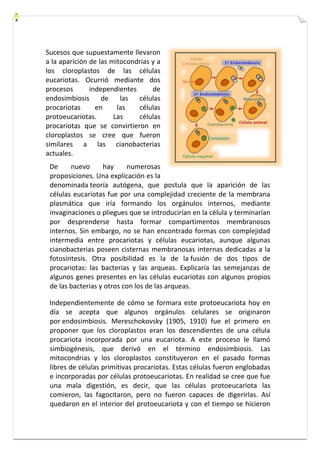 Sucesos que supuestamente llevaron 
a la aparición de las mitocondrias y a 
los cloroplastos de las células 
eucariotas. Ocurrió mediante dos 
procesos independientes de 
endosimbiosis de las células 
procariotas en las células 
protoeucariotas. Las células 
procariotas que se convirtieron en 
cloroplastos se cree que fueron 
similares a las cianobacterias 
actuales. 
De nuevo hay numerosas 
proposiciones. Una explicación es la 
denominada teoría autógena, que postula que la aparición de las 
células eucariotas fue por una complejidad creciente de la membrana 
plasmática que iría formando los orgánulos internos, mediante 
invaginaciones o pliegues que se introducirían en la célula y terminarían 
por desprenderse hasta formar compartimentos membranosos 
internos. Sin embargo, no se han encontrado formas con complejidad 
intermedia entre procariotas y células eucariotas, aunque algunas 
cianobacterias poseen cisternas membranosas internas dedicadas a la 
fotosíntesis. Otra posibilidad es la de la fusión de dos tipos de 
procariotas: las bacterias y las arqueas. Explicaría las semejanzas de 
algunos genes presentes en las células eucariotas con algunos propios 
de las bacterias y otros con los de las arqueas. 
Independientemente de cómo se formara este protoeucariota hoy en 
día se acepta que algunos orgánulos celulares se originaron 
por endosimbiosis. Mereschokovsky (1905, 1910) fue el primero en 
proponer que los cloroplastos eran los descendientes de una célula 
procariota incorporada por una eucariota. A este proceso le llamó 
simbiogénesis, que derivó en el término endosimbiosis. Las 
mitocondrias y los cloroplastos constituyeron en el pasado formas 
libres de células primitivas procariotas. Estas células fueron englobadas 
e incorporadas por células protoeucariotas. En realidad se cree que fue 
una mala digestión, es decir, que las células protoeucariota las 
comieron, las fagocitaron, pero no fueron capaces de digerirlas. Así 
quedaron en el interior del protoeucariota y con el tiempo se hicieron 
 