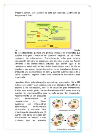 ancestro común. Este aspecto no está aún resuelto. Modificado de 
Simpson et al. 2002 
La teoría 
de la endosimbiosis postula una primera invasión de procariotas que 
poseían una gran capacidad de consumir oxígeno, de los cuales 
resultaron las mitocondrias. Posteriormente hubo una segunda 
colonización por parte de procariotas con clorofila, se cree que fueron 
similares a las cianobacterias actuales, que dieron lugar a los 
cloroplastos, resultando en las células fotosintéticas como las de los 
vegetales, que poseen tanto mitocondrias como cloroplastos. Se habría 
producido una endosimbiosis en serie y algunos autores hablan de la 
célula eucariota vegetal como una comunidad microbiana bien 
organizada. 
La endosimbiosis primaria resulta asociaciones ancestrales (30 a 270 
millones de años) y que suponen una gran alteración del ADN de la 
bacteria y del hospedador, que se ha adaptado para mantenerlas. 
Suelen tener menos genes que una bacteria normal (5 veces menos) y 
guardan los imprescindibles para su ciclo dentro del hospedador. 
Posteriormente se han producido 
otras endosimbiosis de 
cianobacterias en células 
eucariotas con mitocondrias 
denominadas endosimbiosis 
secundarias y terciarias. Una 
endosimbiosis secundaria ocurrió 
cuando una célula eucariota con 
mitocondrias se "zampó" a otra 
eucariota que ya contenía 
 