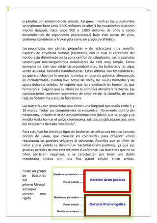 orgánulos por endosimbiosis seriada. Así pues, mientras los procariontes 
se originaron hace unos 3.500 millones de años,4 los eucariontes aparecen 
mucho después, hace unos 900 a 1.800 millones de años y como 
descendientes de organismos procariotas.5 Bajo este punto de vista, 
podemos considerar a Prokaryota como un grupo parafilético. 
Las procariotas son células pequeñas y de estructura muy sencilla. 
Carecen de envoltura nuclear (carioteca), con lo cual el contenido del 
núcleo está diseminado en la zona central del citoplasma. Las procariotas 
constituyen microorganismos unicelulares de vida muy simple. Como 
ejemplos de este tipo están las arqueobacterias, las bacterias y las algas 
verde azuladas llamadas cianobacterias. Estas últimas son fotosintéticas, 
ya que transforman la energía lumínica en energía química, almacenada 
en carbohidratos. Pueden vivir sobre las rocas, los suelos húmedos y las 
aguas dulces o saladas. Se supone que las cianobacterias fueron las que 
formaron el oxígeno que se liberó en la primitiva atmósfera terrestre. Las 
cianobacterias contienen pigmentos de color verde, la clorofila, de color 
rojo, la ficoeritrina y azul, la ficocianina. 
Las bacterias son procariotas que tienen una longitud que oscila entre 1 y 
10 micras. Todos sus componentes se encuentran libremente dentro del 
citoplasma, incluido el ácido desoxirribonucleico (ADN), que se pliega y se 
enrolla hasta formar el único cromosoma, estructura ubicada en una zona 
del citoplasma llamada “nucleoide”. 
Para clasificar los distintos tipos de bacterias se utiliza una técnica llamada 
tinción de Gram, que consiste en colorearlas para observar como 
reaccionan las paredes celulares al colorante. Aquellas que se tiñen de 
color azul o violeta se denominan bacterias Gram positivas, ya que sus 
gruesas paredes de mureína retienen el colorante. Las bacterias que no se 
tiñen son Gram negativas, y se caracterizan por tener una doble 
membrana lipídica con una fina pared celular entre ambas. 
Existe un grupo 
de bacterias 
del 
género Mycopl 
asmaque 
poseen una 
rígida 
 