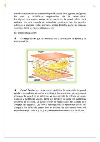 membrana plasmática y carecen de pared celular. Son agentes patógenos 
de aves y mamíferos responsables de la tuberculosis. 
En algunas procariotas, como ciertas bacterias, la pared celular está 
rodeada por una cápsula de naturaleza gelatinosa que les permite 
adherirse a diversos tejidos animales, piezas dentales, partes de algunos 
vegetales como las raíces, a las rocas, etc. 
Las procariotas poseen: 
Citoesqueleto: que se involucra en la protección, la forma y la 
división celular. 
Pared Celular: es La parte más periférica de esta célula. La pared 
celular está rodeada de poros y protege a las procariotas de agresiones 
externas. La pared no es selectiva, ya que permite la entrada de agua, 
oxígeno y sustancias vitales, como así también la salida de sustancias 
celulares de desecho. La pared celular es responsable del aspecto que 
adoptan las bacterias. Las formas redondeadas se denominan cocos, las 
alargadas en forma de bastón son los bacilos, las que tienen forma de 
espiral son espiroquetas y las que parecen como una coma son los vibrios. 
 