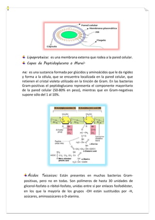 Lipoproteica: es una membrana externa que rodea a la pared celular. 
Capas de Peptidoglucano o Mureí-na: 
es una sustancia formada por glúcidos y aminoácidos que le da rigidez 
y forma a la célula, que se encuentra localizada en la pared celular, que 
retienen el cristal violeta utilizado en la tinción de Gram. En las bacterias 
Gram-positivas el peptidoglucano representa el componente mayoritario 
de la pared celular (50-80% en peso), mientras que en Gram-negativas 
supone sólo del 1 al 10%. 
Ácidos Teicoicos: Están presentes en muchas bacterias Gram-positivas, 
pero no en todas. Son polímeros de hasta 30 unidades de 
glicerol-fosfato o ribitol-fosfato, unidas entre sí por enlaces fosfodiéster, 
en los que la mayoría de los grupos -OH están sustituidos por -H, 
azúcares, aminoazúcares o D-alanina. 
 