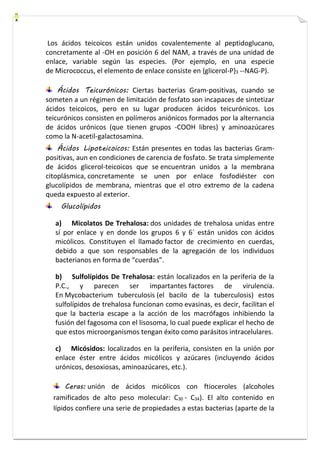 Los ácidos teicoicos están unidos covalentemente al peptidoglucano, 
concretamente al -OH en posición 6 del NAM, a través de una unidad de 
enlace, variable según las especies. (Por ejemplo, en una especie 
de Micrococcus, el elemento de enlace consiste en {glicerol-P}3 --NAG-P). 
Ácidos Teicurónicos: Ciertas bacterias Gram-positivas, cuando se 
someten a un régimen de limitación de fosfato son incapaces de sintetizar 
ácidos teicoicos, pero en su lugar producen ácidos teicurónicos. Los 
teicurónicos consisten en polímeros aniónicos formados por la alternancia 
de ácidos urónicos (que tienen grupos -COOH libres) y aminoazúcares 
como la N-acetil-galactosamina. 
Ácidos Lipoteicoicos: Están presentes en todas las bacterias Gram-positivas, 
aun en condiciones de carencia de fosfato. Se trata simplemente 
de ácidos glicerol-teicoicos que se encuentran unidos a la membrana 
citoplásmica, concretamente se unen por enlace fosfodiéster con 
glucolípidos de membrana, mientras que el otro extremo de la cadena 
queda expuesto al exterior. 
Glucolípidos 
a) Micolatos De Trehalosa: dos unidades de trehalosa unidas entre 
sí por enlace y en donde los grupos 6 y 6´ están unidos con ácidos 
micólicos. Constituyen el llamado factor de crecimiento en cuerdas, 
debido a que son responsables de la agregación de los individuos 
bacterianos en forma de “cuerdas”. 
b) Sulfolípidos De Trehalosa: están localizados en la periferia de la 
P.C., y parecen ser impartantes factores de virulencia. 
En Mycobacterium tuberculosis (el bacilo de la tuberculosis) estos 
sulfolípidos de trehalosa funcionan como evasinas, es decir, facilitan el 
que la bacteria escape a la acción de los macrófagos inhibiendo la 
fusión del fagosoma con el lisosoma, lo cual puede explicar el hecho de 
que estos microorganismos tengan éxito como parásitos intracelulares. 
c) Micósidos: localizados en la periferia, consisten en la unión por 
enlace éster entre ácidos micólicos y azúcares (incluyendo ácidos 
urónicos, desoxiosas, aminoazúcares, etc.). 
Ceras: unión de ácidos micólicos con ftioceroles (alcoholes 
ramificados de alto peso molecular: C30 - C34). El alto contenido en 
lípidos confiere una serie de propiedades a estas bacterias (aparte de la 
 